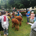 Ogród w Ognisku Grochów, dzieci karmiące alpaki