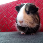 Chomik, mieszkaniec Ogniska Grochów