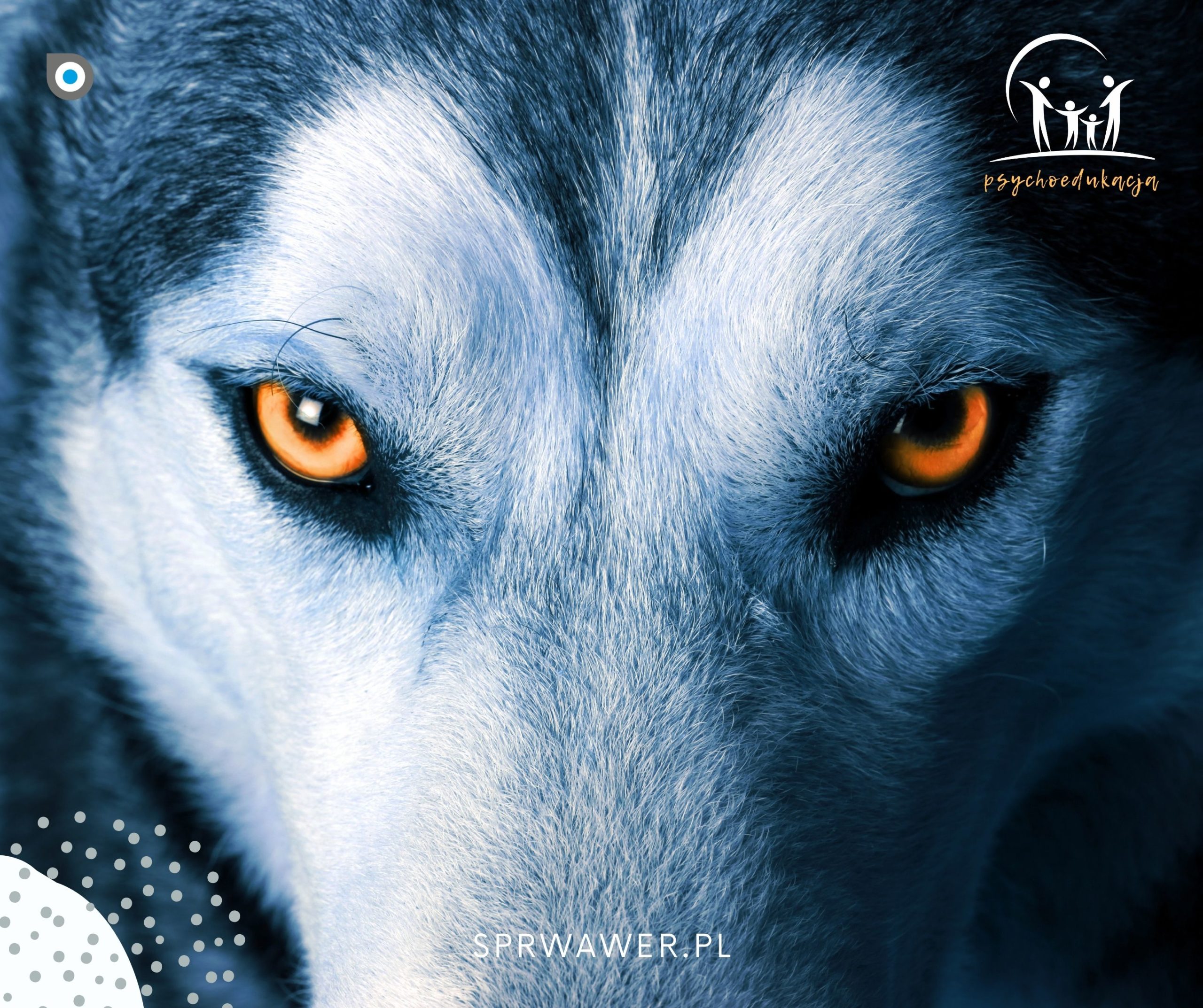 zdjęcie oczu wilka