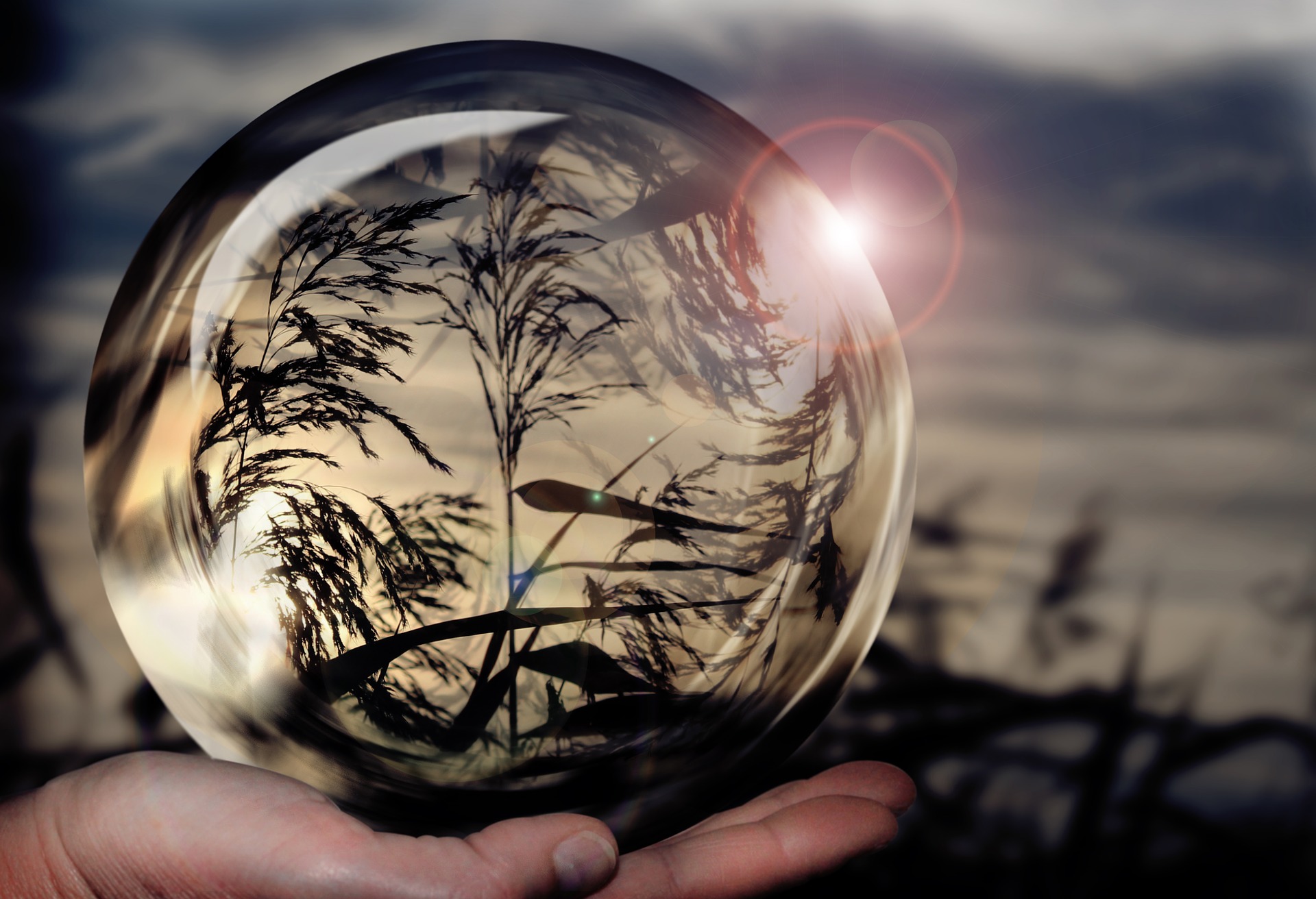 zdjęcie kłos trawy w szklanej kuli